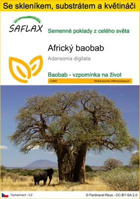Obrázek produktu pro SAFLAX Kultivační sada - Africký baobab - Adansonia digitata - 6 Semena - S mini skleníkem, pěstebním substrátem a 2 květináči