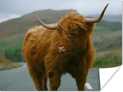 Produktbild von MuchoWow® Poster Schottischer Highlander - Berg - Straße 80x60 cm - Kunst für zu Hause