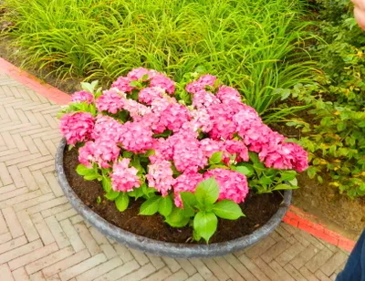 Produktbild von Hydrangea macr. 'Alpengluhen' -  Bauernhortensie 25-30 cm Container