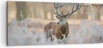 Produktbild von Bild auf Leinwand - Leinwandbild - Hirsch Wald Natur - 120x50cm - Wand Bild - Wanddeko - Wandbilder - Leinwanddruck - Bilder - Kunstdruck - Wanddekoration - Leinwand bilder - Wandkunst - AB120x50-3744