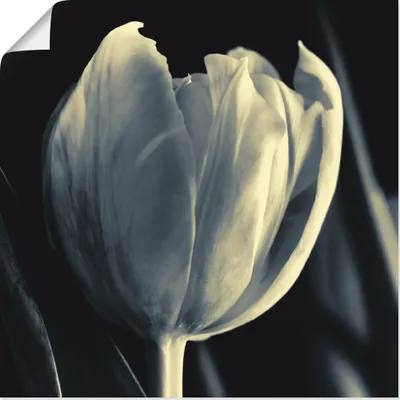 Produktbild von ARTland Poster Tulpe Größe: 70x70 cm