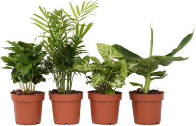 Immagine prodotto di Piante d'appartamento - 4 Pezzi - Altezza 25-40cm - ⌀12cm
