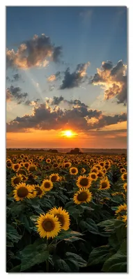 Produktbild von Wallario selbstklebende Türtapete 93 x 205 cm - Sonnenblumenwiese vor Wolken mit Sonnenuntergang - Abwischbar, rückstandsfrei zu entfernen