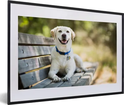 Produktbild von MuchoWow® MuchoWow® Gerahmtes Poster Labrador Retriever liegend auf einer Bank 60x40 cm - Poster mit zchwarzem Bilderrahmen - Schlafzimmer - Plakat in Rahmen - Drucken