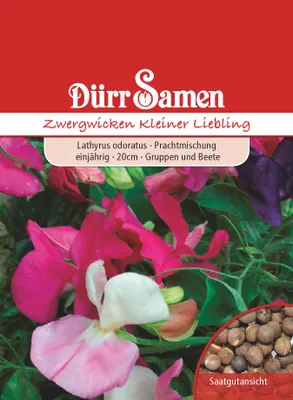 Produktbild von Zwergwicke Kleiner Liebling | Zwergwickensamen von Dürr Samen