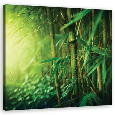 Produktbild von Leinwandbild Bambus im Dschungel 30x30 Feeby Grün bild für die wand bereit zum aufhängen