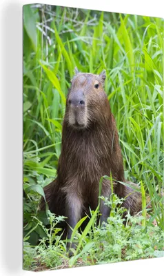 Produktbild von OneMillionCanvasses® - Leinwandbilder - 90x140 cm, Ein Wasserschwein sitzt im hohen grünen Gras, Wandbilder Kunstdruck Wanddekoration - Foto auf Leinwand - Gemälde auf Holzrahmen - Wandschmucke - Schlafzimmer