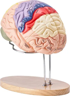 Zdjęcie produktu dla Model anatomiczny mózg 2:1 4-częściowy do nauki kolorowy oznaczony