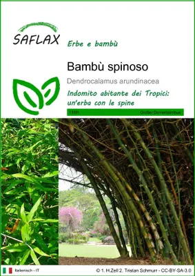 Immagine prodotto di SAFLAX  - Bambù spinoso - 50 semi - Dendrocalamus