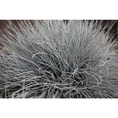Produktbild von Festuca glauca 'Eisvogel' - Blauschwingel, winterhart, im Topf 11 cm - 11 cm