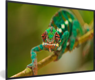 Produktbild von MuchoWow® MuchoWow® Gerahmtes Poster Chamäleon beobachten 60x40 cm - Poster mit zchwarzem Bilderrahmen - Printing - Wanddeko Schlafzimmer