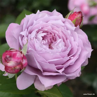 Produktbild von Kordes Beetrose Novalis® Lavendel
