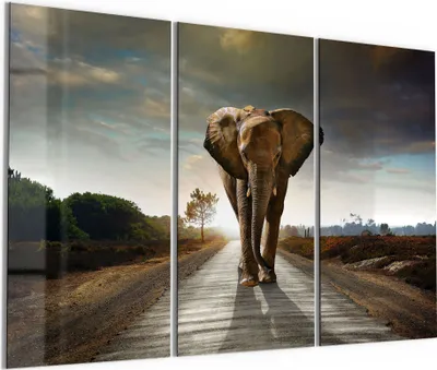 Produktbild von DEQORI Glasbild Echtglas 3x50x100 cm 'Elefant auf Asphalt' Wandbilder XXL groß