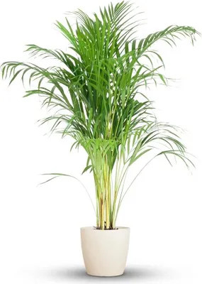 Produktbild von Green boutiQ - Zimmerpflanze - Goldfruchtpalme - Dypsis Lutescens Areca - Grün - Pflegeleicht - 1 Pflanze - mit Potter Weiß - Topf 21cm - Höhe 90 - 100cm
