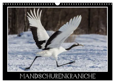 Produktbild von Mandschurenkraniche (Wandkalender 2027 DIN A3 quer), CALVENDO Monatskalender