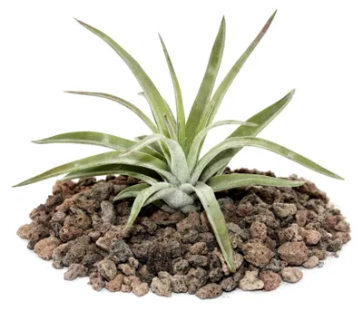 Produktbild von Tillandsia brachycaulos abdida – kleine Pflanze als Einzelpflanze