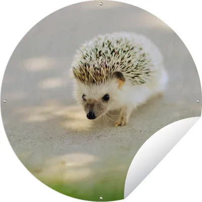 Produktbild von MuchoWow®