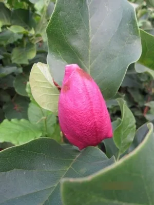 Produktbild von Magnolia March Till Frost - Tulpenmagnolie March - 80-100