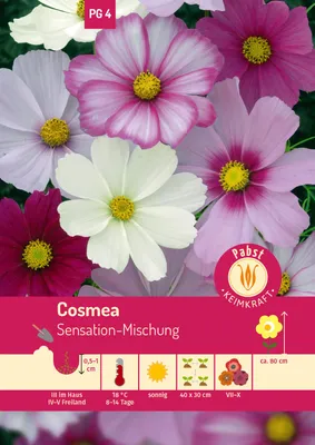 Produktbild von Cosmea Sensation-Mischung | Cosmeasamen von Carl Pabst