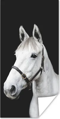 Produktbild von MuchoWow® Poster Pferd - Halfter - Weiß 60x120 cm - Wandschmuck