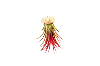 Obrázek produktu pro Gardners Medusa ROSE s Tillandsií Ionantha red