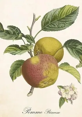 Produktbild von Karte ST496 B6 + Umschlag „Apfelbaum“ – Skona Ting