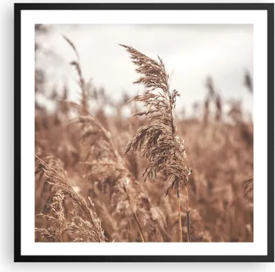 Produktbild von Gerahmtes Poster - Schwarzer Rahmen - Zuckerrohr Wiese Boho - 60x60 cm - Wand Bild - Wanddeko - Wandbilder - Kunstposter - Wandposter - Bilderrahmen - Bilder - Kunstdruck - P2BAC60x60-4709