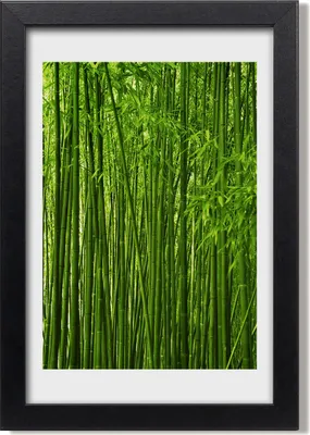 Produktbild von Bild 20x30 MDF-Rahmen, Wandkunst Bambuswald