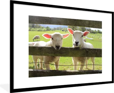 Produktbild von MuchoWow® Gerahmtes Poster Schafe - Tiere - Bauernhof 90x60 cm - Poster mit Schwarzem Bilderrahmen Wandposter Rahmen Foto Bilder - Wanddekoration - Fotos