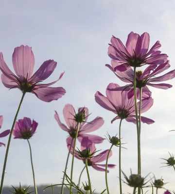 Obrázek produktu pro Fototapeta - Cosmos Flowers 225x250cm - Netkané tapety