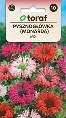 Zdjęcie produktu dla Pysznogłówka - MONARDA Nasiona kwiatów - 628 Toraf