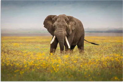 Produktbild von MuchoWow® Poster Elefant - Blumen - Gras - Tiere - Natur 60x40 cm - Schlafzimmerdekoration