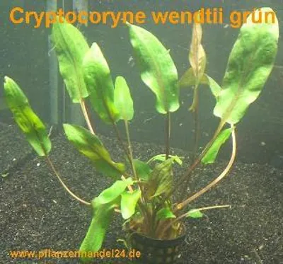 Produktbild von 15 Töpfe Cryptocoryne wendtii grün, Wasserpflanzen