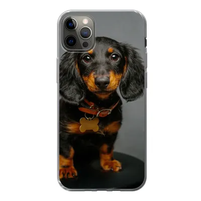 Produktbild von MuchoWow® Handyhülle Schutzhülle Hülle für iPhone 12 Pro Max Studiofoto eines Dackelwelpen Silikon Softcase Handy Hülle - Hartschale