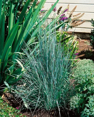 Produktbild von Schizachyrium scoparium, Präriegras, ca. 9x9 cm Topf, zierlich