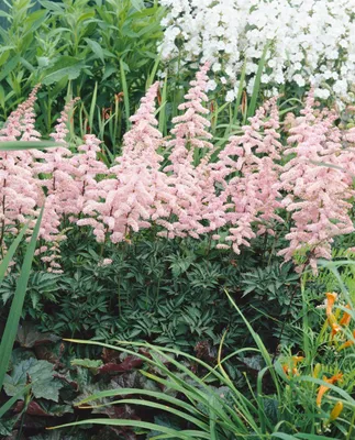 Produktbild von Astilbe x arendsii 'Grete Püngel', Prachtspiere, rosa, ca. 9x9 cm Topf