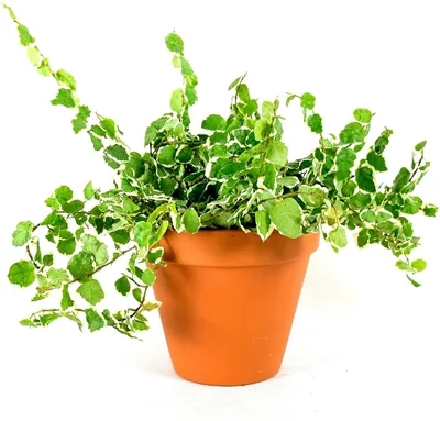 Obrázok produktu pre Gardners Ficus pumila variegata, priemer 6 cm