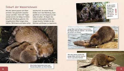 Zdjęcie produktu dla Meine große Tierbibliothek: Der Biber
