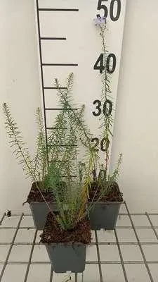 Immagine prodotto di 6 x Linum perenne - Linum - Vaso 9 x 9 cm