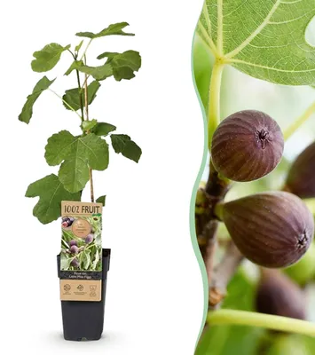 Image de Green boutiQ - Fruitplant - Ficus caria Little miss Figgy - Vijgenboom - Winterhard - Rode Vrucht - 2 Planten - Pot 15cm - Hoogte 50cm