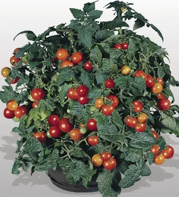Obrázok produktu pre Dürr Semená - Ovocné paradajky Benarys Gartenfreude - Semená - 0532