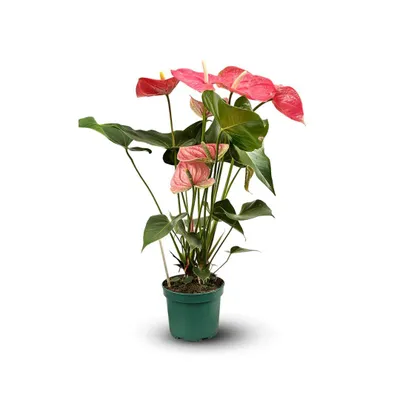 Image de Anthurium rose - plante d'intérieur - ↕ 60-70 cm - ⌀ 17 cm - plante fleurie