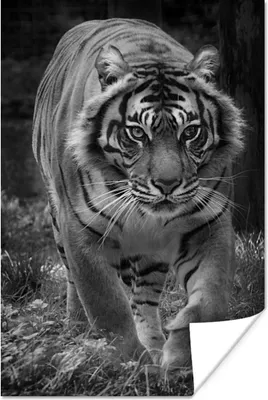 Produktbild von MuchoWow® Poster Tiger - Gras - Wilde Tiere 60x90 cm - Wanddekoration