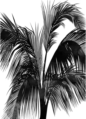 Produktbild von Tadessi Fototapete | Palmen | 2.00 m x 2.80 m | Schwarz | Weiß | Wandbild | Digitaldruck