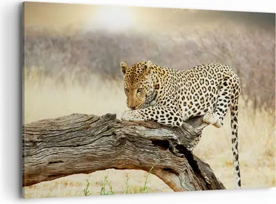 Produktbild von Bild auf Leinwand - Leinwandbild - Afrika Leopard Katze Safari - 120x80cm - Wand Bild - Wanddeko - Leinwanddruck - Bilder - Kunstdruck - Wanddekoration - Leinwand bilder - Wandkunst - AA120x80-2599