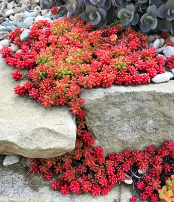 Produktbild von BALDUR Garten 2x Teppich-Sedum 'Coral Carpet', Pflanzen im 9x9 cm-Topf, niedriger Bodendecker, dichte sukkulente Blätter, rosa-corallfarbene Blüten, bienenfreundlich, winterhart & pflegeleicht