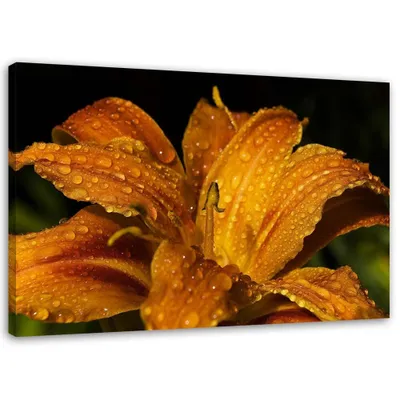 Produktbild von Leinwandbild goldene lilie 60x40 cm Feeby orange wandbild bereit zum aufhängen