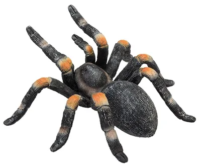Image de Animal Planet Tarantula