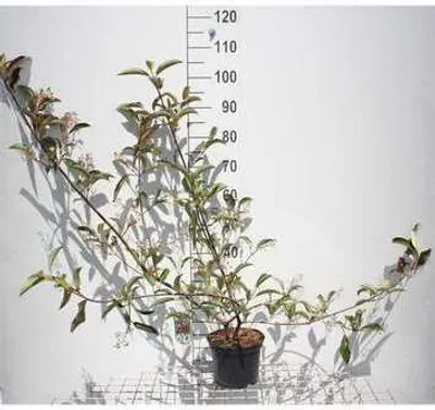 Produktbild von Viburnum hillieri 'Winton' - Schneeball 40- 50 cm - Container