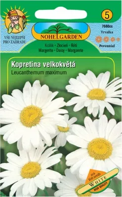 Zdjęcie produktu dla Stokrotka wielkokwiatowa, biała